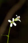 Spreading rockcress